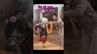 भैस🐃को आया शादी का रिस्ता💕 comedy buffalo [upl. by Neitsirhc]