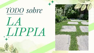 🍀Lippia nodiflora  Phyla lipia  Sustituto del cesped y cubresuelos 🍀 [upl. by Norval]