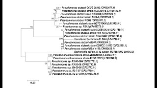 How To Make A Phylogenetic Tree From DNA Sequences  MEGA X Tutorial 👨🏻‍💻🧬 [upl. by Eckhardt]