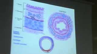 Dr Gihan Trachea Till The Alveoli 9102013 [upl. by Aihseym540]