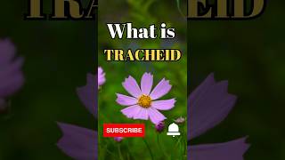 What is Tracheids shorts facts biology [upl. by Eillime]