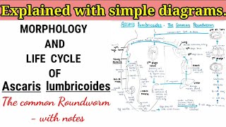 Ascaris lumbricoides The common roundworm Life cycle [upl. by Assiron]