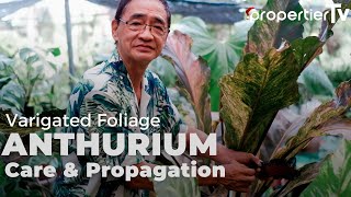 Foliage Anthurium Care and Propagation Tips For Lush Big Healthy Plants [upl. by Cairistiona]