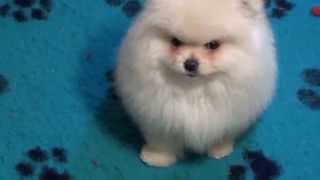 Pomeranian Zwergspitz Welpen   11 Wochen Alt [upl. by Stanford]