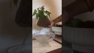 How to water a Kokedama [upl. by Asinla24]