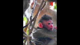 Cute baby monkey very active playing on the tree [upl. by Trueblood]