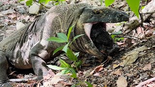 Process Of Komodo Forcibly Regurgitating Prey That Has Been Swallowed [upl. by Nnep]