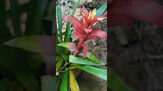 Guzmania lingulata flowers coorg nature garden shorts shortsvideo pallavithimmaiah [upl. by Adelbert]