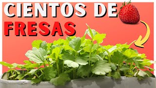 CIENTOS de plantas de FRESA en 7 Días Germinar fresas de supermercado Plantar y sembrar frutillas [upl. by Bohlen]