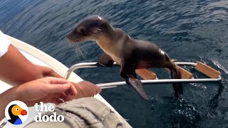 Hurt Sea Lion Asks Boaters For Help  The Dodo [upl. by Bunker730]