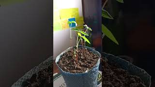 Epigeal germinationtimelapsetimelapse germination morphologicalgrowth ❤️❤️❤️ [upl. by Eicaj]