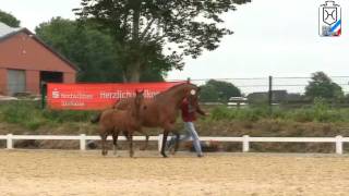 Horse Breeding Holsteiner  Colt by Connor for Sale [upl. by Onofredo234]