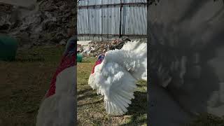 White turkey male [upl. by Cindy943]