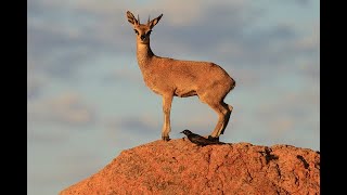 Discovering the Klipspringer Africas Agile Antelope [upl. by Ahtanoj]