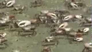 The Fiddler Crabs Living in the South Carolina Low Country November 2013 [upl. by Llerrah696]