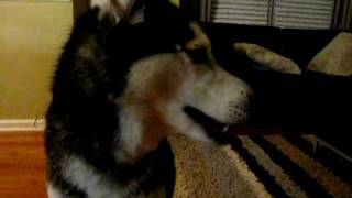 Mishka says quotFoodquot  Talking Husky Dog [upl. by Ho]