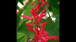 Quassia amara benefits in medicine [upl. by Bernarr]