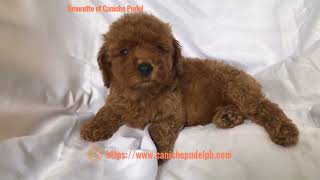 Amorette of Caniche Pudel a red toy poodle puppy is six weeks old [upl. by Alvera833]