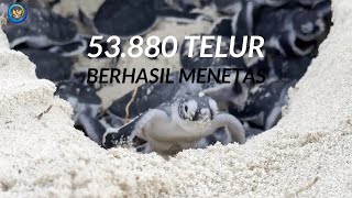 Pelestarian Penyu di Pulau Mangkai Kawasan Konservasi Kepulauan Anambas [upl. by Eagle705]