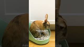 Woman Rescues A Bunny And Later Gets The Greatest Surprise  The Dodo [upl. by Laughry]