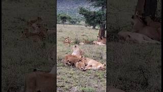 Full Family of Lions🦁🦁🦁 wildlife africawildanimals lionslife [upl. by Roper]