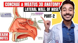 Conchae and meatus anatomy  Nerve and blood supply of lateral wall of nose anatomy [upl. by Etsirk]