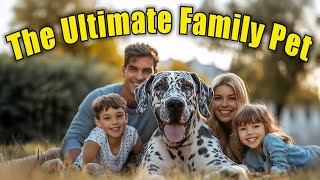 Why Great Danes Are The Ultimate Family Dogs [upl. by Shipp112]