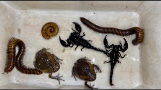 Rain Frog Captured in Grass Field Giant Millipedes on the Coconut Tree with Other Poison Insects [upl. by Rosner]