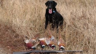 Pheasent Hunting in Montana  2009 [upl. by Liggett125]