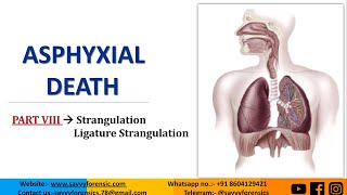 Part8  StrangulationLigature Strangulation  Asphyxial Death  ‎SavvyForensics [upl. by Resee590]