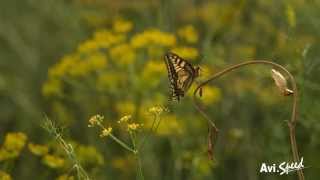 Papillon machaon slow motion [upl. by Auhsaj]