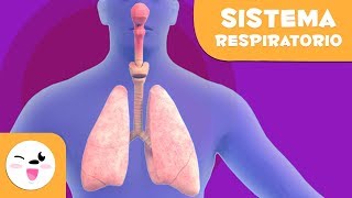 El sistema respiratorio  El cuerpo humano para niños [upl. by Goldi]