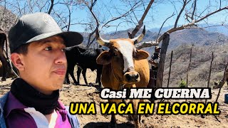 Casi ME CUERNA una VACA en el CORRAL😱VIDA DE RANCHO [upl. by Ballard]