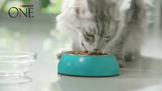 Purina One 21 dagen test [upl. by Notlef]