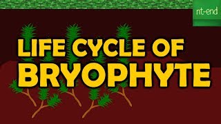 LIFE CYCLE OF BRYOPHYTE [upl. by Hatch]