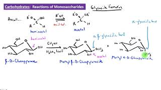 CHEM 2325 Module 37 Glycoside Formation [upl. by Sualkin]