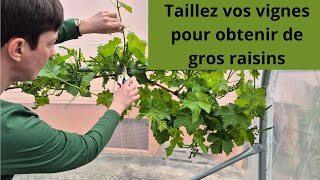 Taillez vos vignes pour obtenir de gros raisins [upl. by Gnilhsa745]