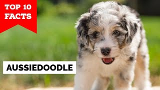 Aussiedoodle  Top 10 Facts [upl. by Enilehcim347]