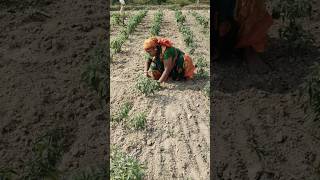 Mercha khet ka niraaitrending farming agriculturev shorts 2024shorts [upl. by Notnroht875]