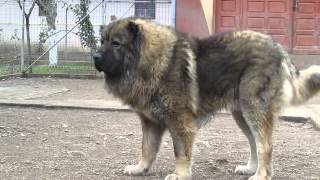 Titan the largest Caucasian Shepherd and its puppies [upl. by Sparky246]