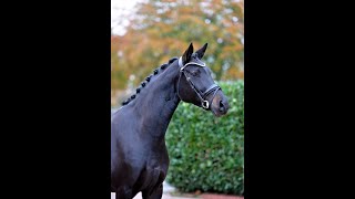 FOR SALE FOLLY 2020 Old mare by FoundationSanto Domingo A placed [upl. by Brenk]