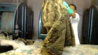 Cleaning fur coats [upl. by Constanta]