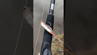 A Walleye on a Drop ShotFirst catch of 2024 susquehannariver fishingbait bankfishing [upl. by Pinette]