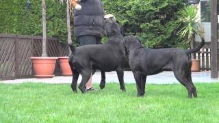 Cane Corso Wurfplanung 2015 Dana amp Paolo [upl. by Ahsikcin481]