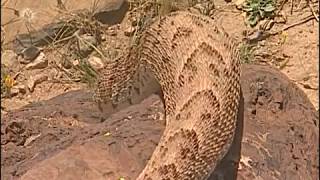 Reptiles et cobras dans le désert  Documentaire COMPLET [upl. by Atiroc]