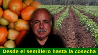 Como sembrar un cultivo de tomate [upl. by Waiter]