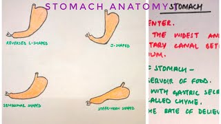 Stomach Anatomy  part 1  med tutorials [upl. by Wickham445]