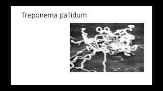 Batteriologia  lezione 20 Treponema pallidum [upl. by Gagnon]