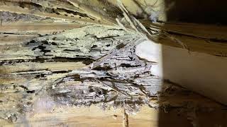 RARE Discovery  You Can Actually Hear Termites Eating Wood [upl. by Faber]