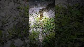 Invasive Burmese Python  Florida Everglades [upl. by Peterman]